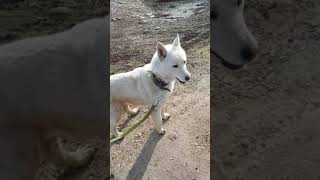 Стая бродячих собак напала на собаку/гуляли с собакой и напоролись на стаю бродячих собак Стая бродячих собак напала на собаку/гуляли с собакой и напоролись на стаю бродячих собак