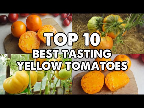 My Top 10 Best Tasting Yellow Tomatoes.