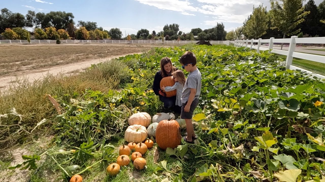 The Beginning of Our Pumpkin & Squash Harvest! 🎃🍂😍 // Garden Answer