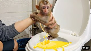 Monkey Diana wanted to pee in the toilet and her father helped her