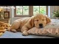 Dog Music 🐶 Dog Separation Anxiety Music - Stress Relief Music For Dogs With Stable Quiet Mood