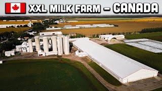 TOP 5 of the biggest cow farms in CANADA 🇨🇦