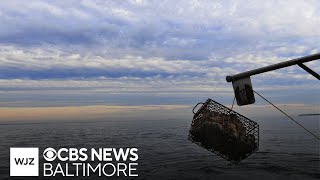 Star Spangled Stories: How Maryland’s oyster boom brought wealth, violence and greed