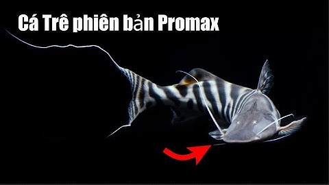 7 loài cá trê cao cấp mà bạn chưa biết tới | 7 exclusive catfish species