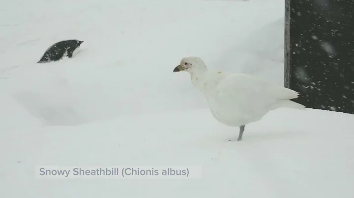 Penguin Post Office at Port Lockroy in Antarctica with Steve Blamires