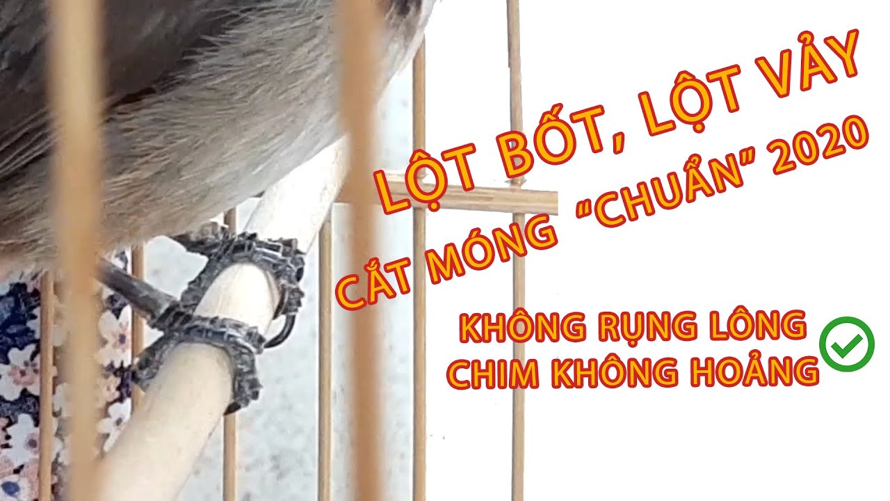 HƯỚNG DẪN LỘT BỐT, LỘT VẢY, CẮT MÓNG CHÂN CHIM CHÀO MÀO 