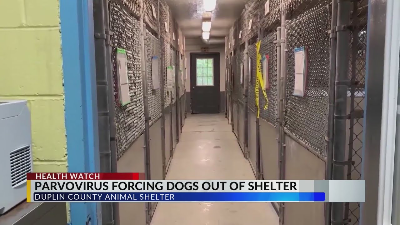 Duplin Co. Animal Shelter to euthanize dogs after Feb. 7 YouTube