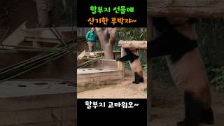 강바오할아버지가 선물해주신 놀이터가 신기한 루이💜할부지 곰아워요💘