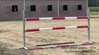 Quintobra training video, For Pleasure x Numero Uno, gelding, °2016, BHT Summer Stars 2026