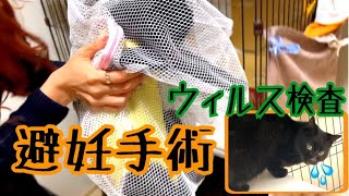 【TNR】保護した黒猫の避妊手術とウィルス検査が完了しました!