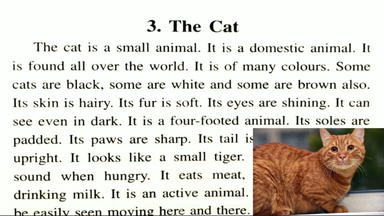 essay of cat in english