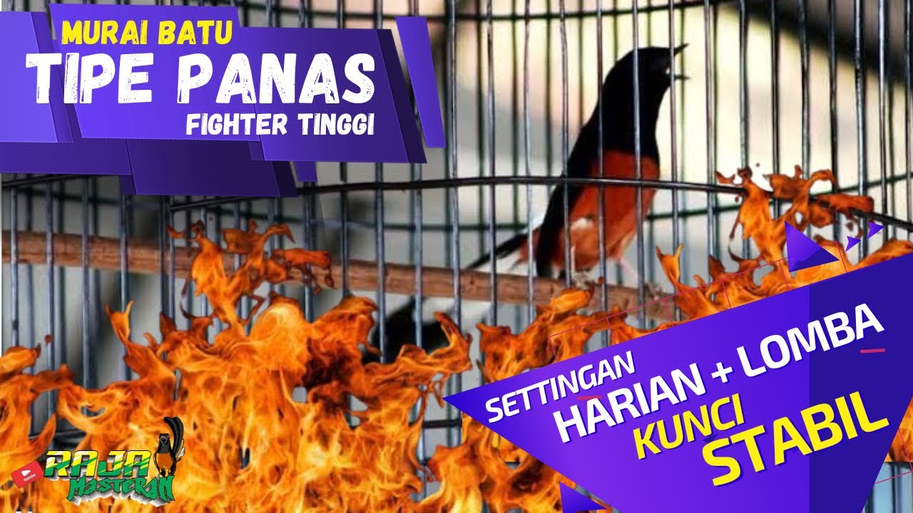 Setingan Murai Batu tipe panas