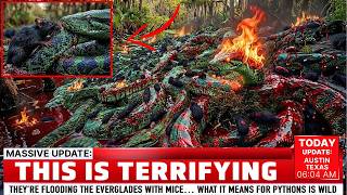 They’re Flooding the Everglades With Mice… What It Means for Pythons Is Wild