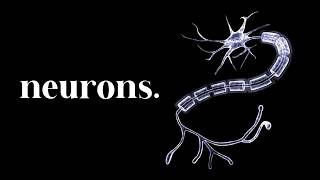 Neurons: Everything You Are Starts Here