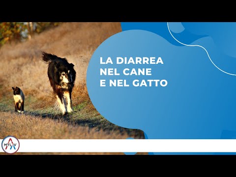 Video: Home rimedi per curare la tricofitosi sui cani