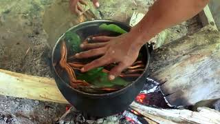 Sacred Plant Teachers: Nature's Wisdom  | Ayahuasca  | Huachuma (San Pedro)