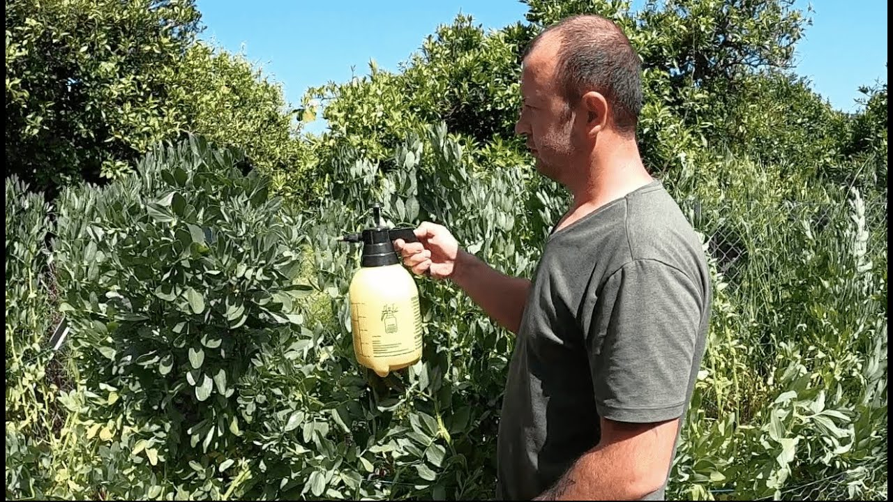 Yaprak Biti ile Doğal Mücadele Yaprak Biti Ev Yapımı Doğal Tarif
