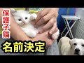 家族になる保護した子猫の名前を決めました！ラブラドールと3人暮らしスタートです