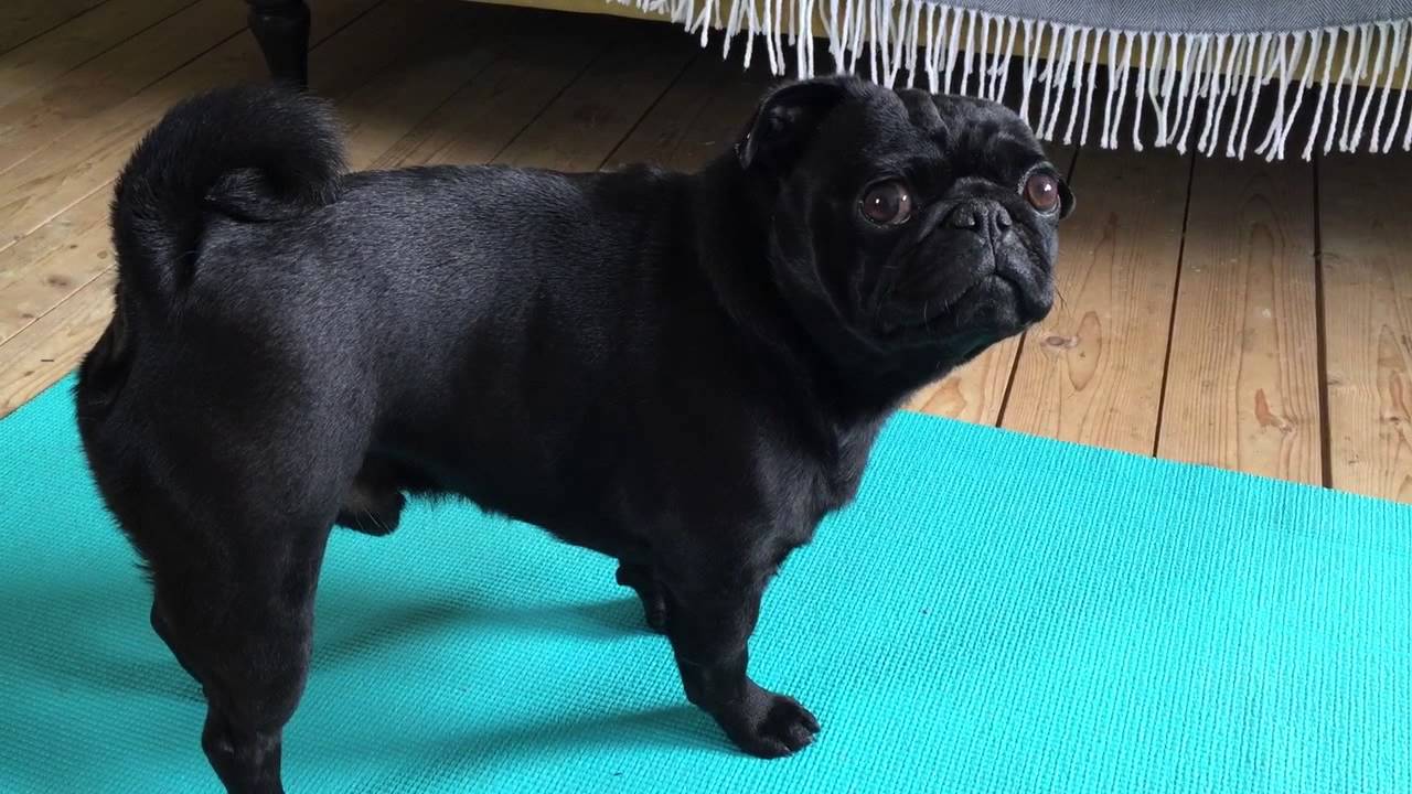 pug black colour