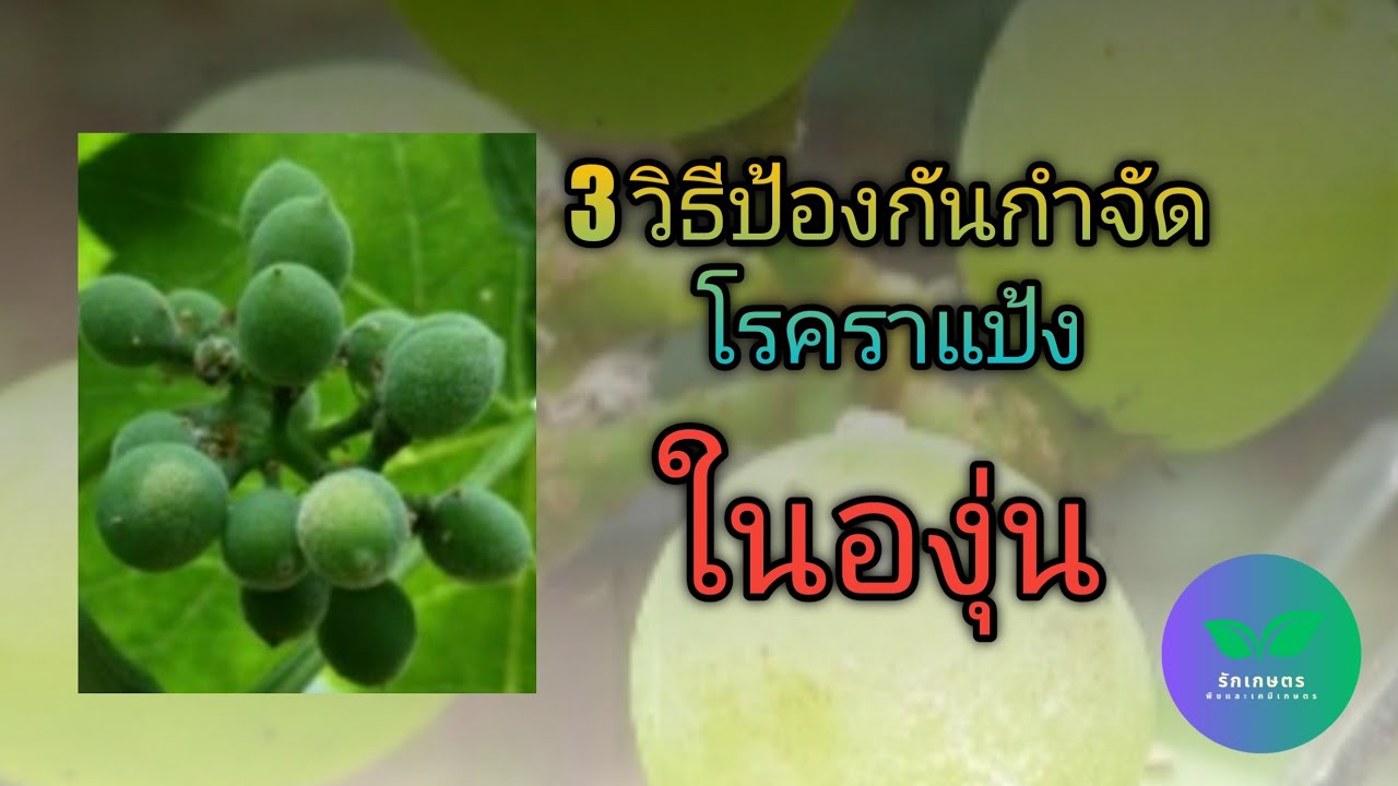 โรคราแป้งและการป้องกันกำจัดในองุ่น@ViriyaFarm