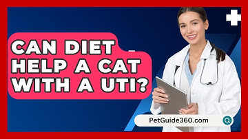 Can Diet Help A Cat With A UTI? - PetGuide360.com