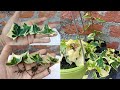 Cultivez du lierre anglais plus rapidement  partir des feuilles de manire simple grce aux mises  jour compltes  comment faire pousser du lierre