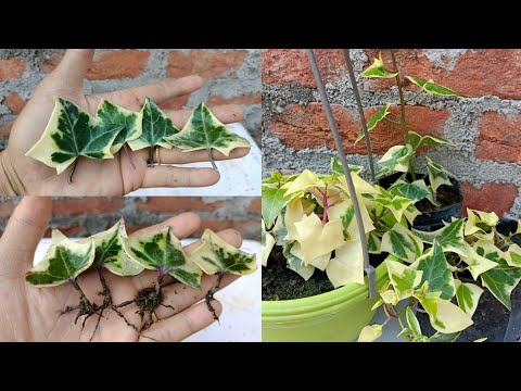 Video: English ivy. How is a plant propagated and grown?