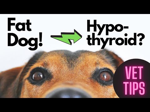 Video: Má krevní práce na psech problémy se štítnou žlázou?