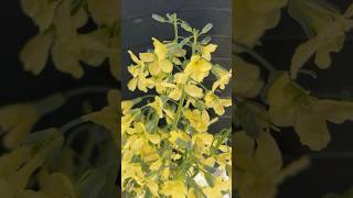 BALKONDA BROKOLİ YETİŞTİRMEK ? TOHUM SÜRECİ