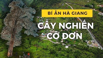 Dốc Cán Tỷ - Cây nghiến cô đơn Quản Bạ  Hà Giang || A Táo Hà Giang