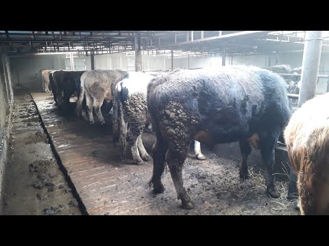 Video: Панчону жеңдер менен кантип байлоо керек