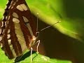 Butterflies as Ecosystem Indicators