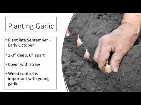 Fall Vegetable Gardening