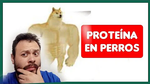 ¿Cómo sé si mi perro toma demasiadas proteínas?