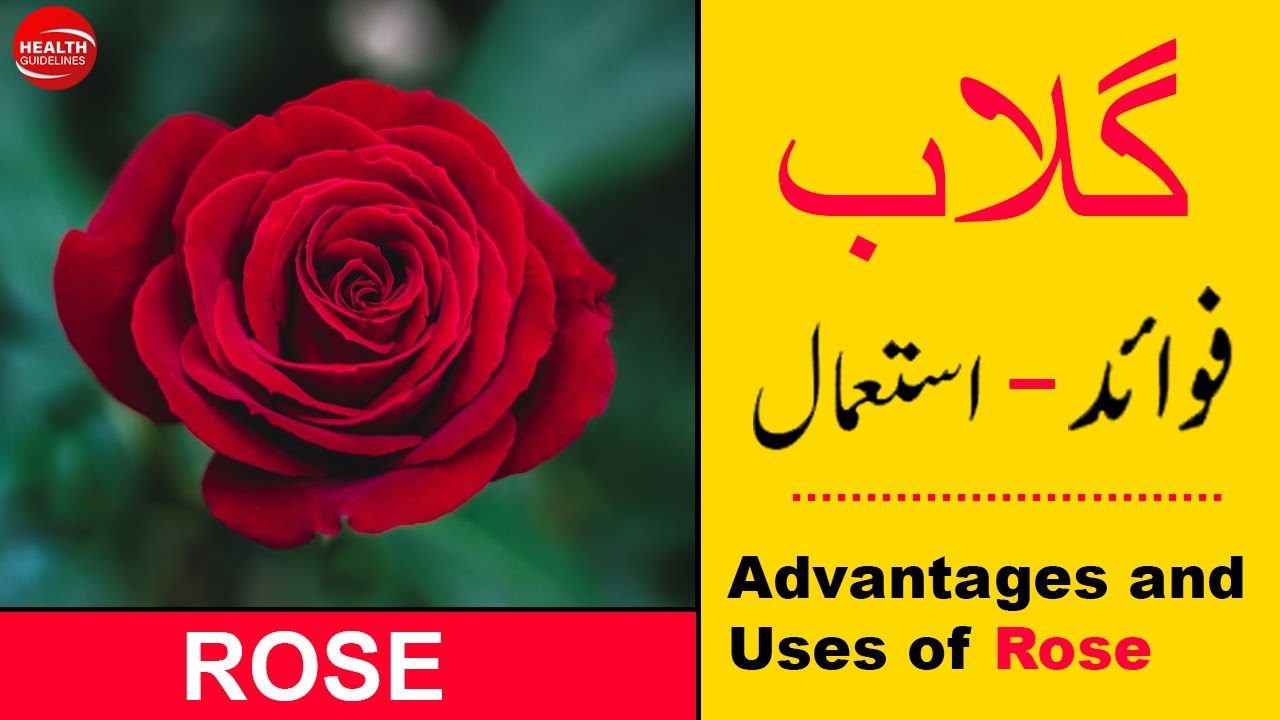 Gulab ke fayde Gulab ke faide Rose ke fawaid Rose benefits in