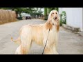 Daily brushing an Afghan Hound dog の動画、YouTube動画。