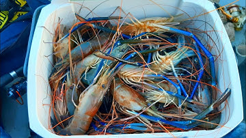 Udang Galah Terbesar Di Dunia.Spot Baru Mancing Udang Galah Teluk Intan.#04