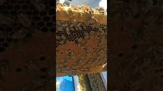 Apiculture pour débutants❤️✋ ما شاء الله تبارك الرحمن ??تربية النحل محمد المصري ?????