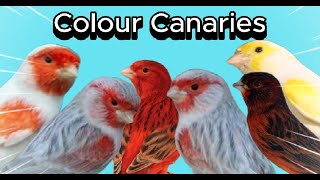 Types Of Colour Canaries┃British Colour Canary Club