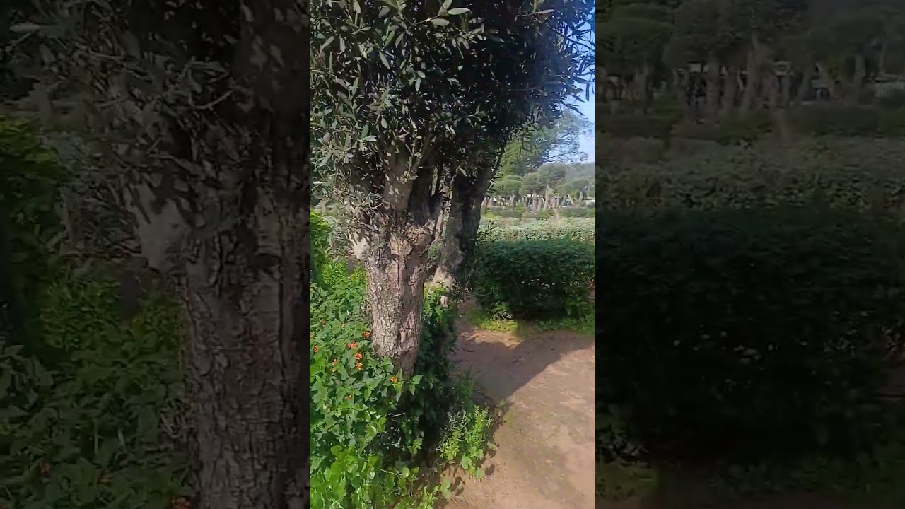 هد جردة في أسفي wad lbach 