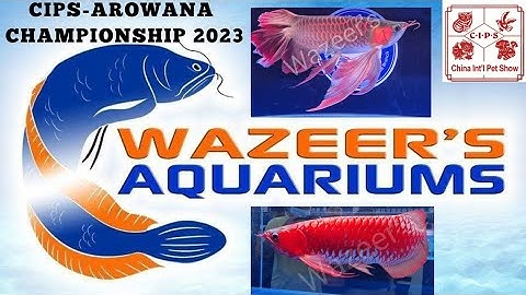 Arowana Competition CIPS 2023- World Championship