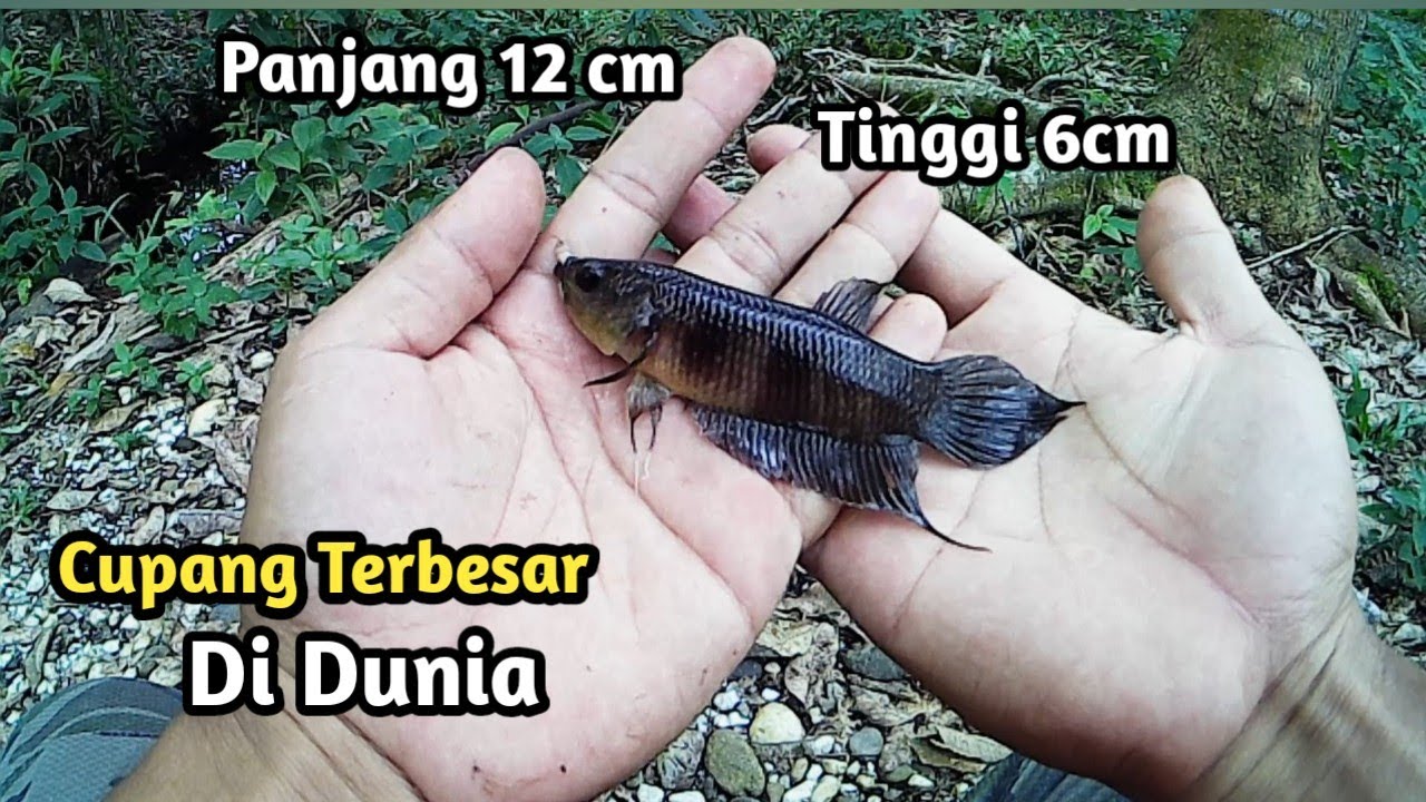 MANCING IKAN CUPANG PURBA || PANJANG 12 CM TERBESAR DIDUNIA - YouTube