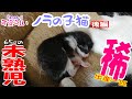 【baby cat】7月1日に生まれた「赤ちゃん猫」！生まれたのは一匹だけ？出産した場所は？小さな命の行方は？・・・。 可愛らしい「ノラの子猫」Season3 #2
