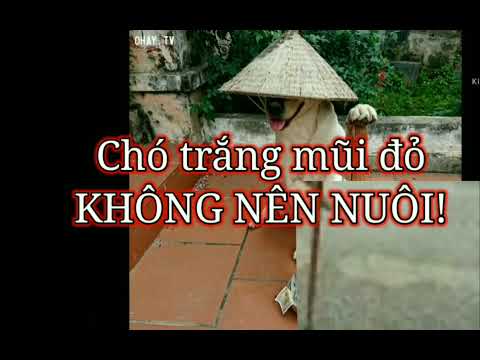 Video #194: Không nên nuôi Chó trắng mũi đỏ, chỉ để nấu nhựa... - youtube
