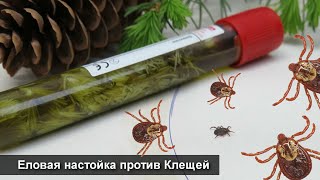 Еловая настойка против Клещей: Есть ли в хвойном лесу клещи?