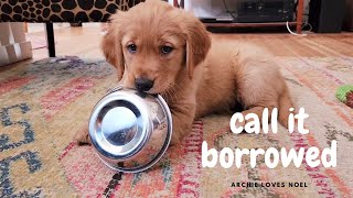 Archie - Generosity - Irish Setter and Golden Retriever Puppy by Archie loves Noel 4,234 views 1 year ago 1 minute, 28 seconds