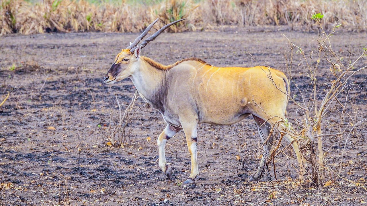 Eland In Northern Kruger National Park