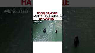 После Урагана Аллигатры Оказались На Свободе | Фильм Капкан 2019