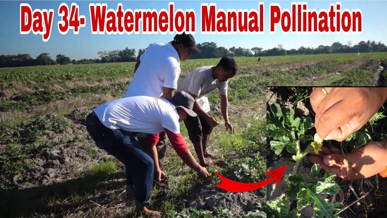 Day 34- Manual Pollination sa aming 5 Hektars na Watermelon