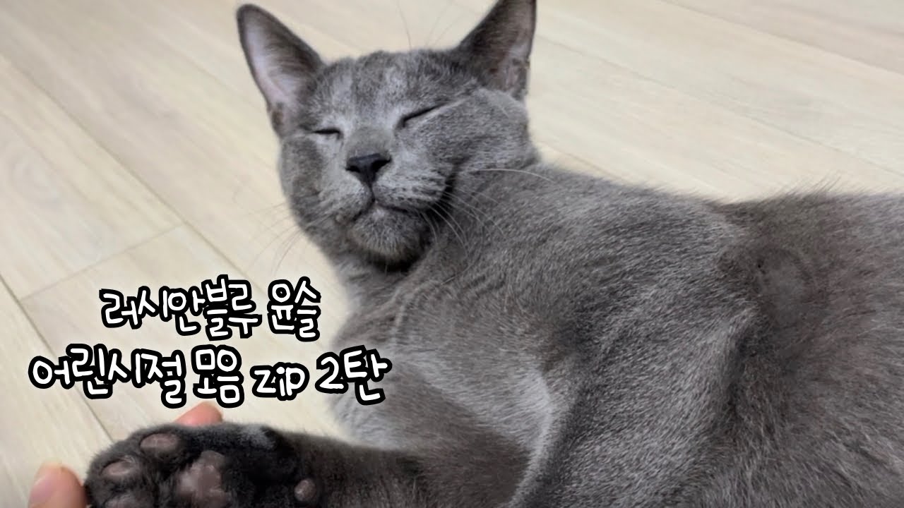 [고양이 어린시절] 러시안블루 윤슬이 어린시절 모음zip 2탄